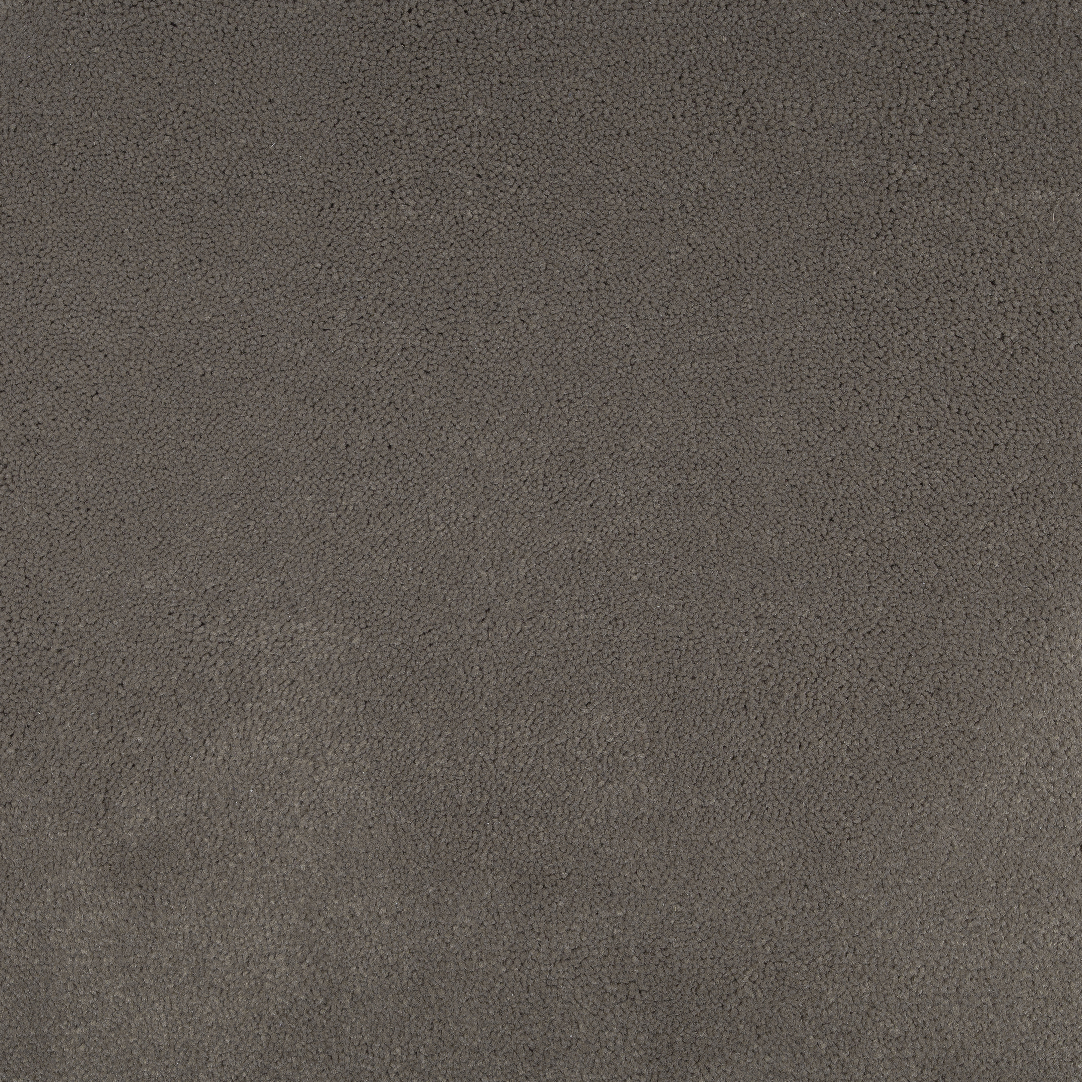 Bark 1475 CORE texture